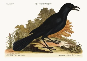 La grajilla púrpura, 1749-73